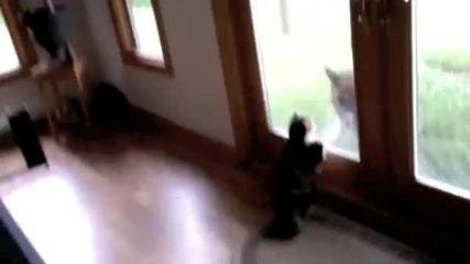 Куче и коте-смях