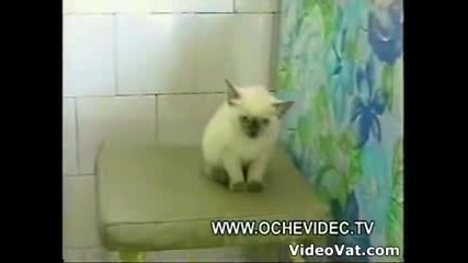 коте крадец ** Смях** Малък Крадец хаха