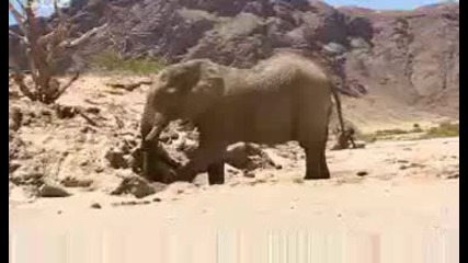 Namibian elephant memory - extreme animals - Bbc wildlife
