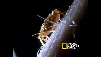 Bed Bugs