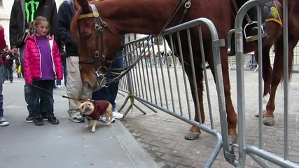 Куче си играе с полицейски кон...