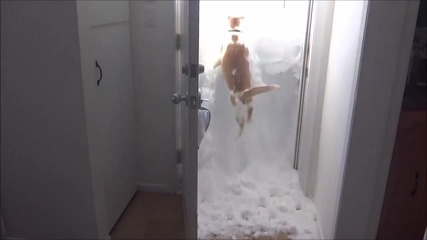 Коте се мъчи да излезе през затрупана от сняг врата