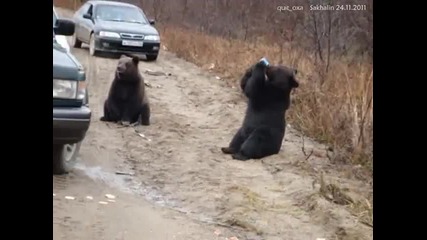 Мечки на пътя...просят си храна