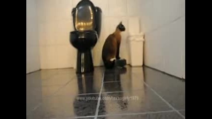 Котка vs Куче 