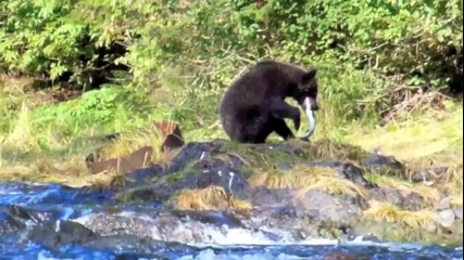 Кафява мечка на лов за риба в река Аляска