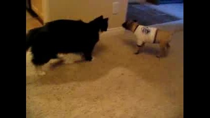 Котка срещу куче и яка мацка !!!