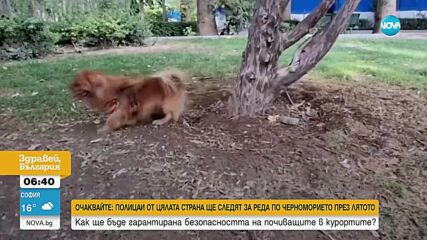 Иран разширява забраната за разхождане и превозване на кучета