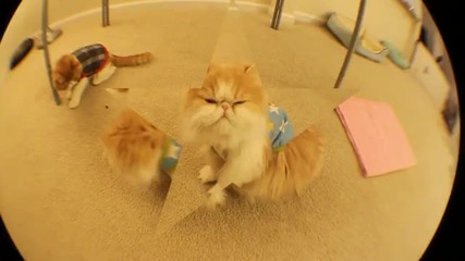 Cute Cat trick_ Bang! Cat Playing Dead_ Буум и котето се прави на умряло :d