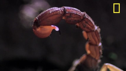 Най - смъртоносния скорпион в света