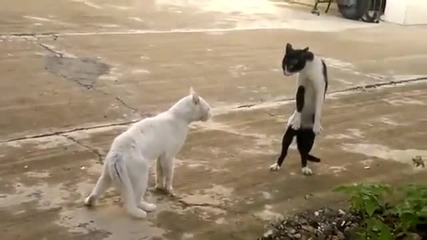 Котка владее източно бойно изкуство