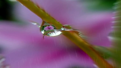 Flowers,rain, drops... ... (armik)... ...