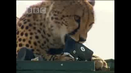Cheetahs meet film crew - Bbc wildlife