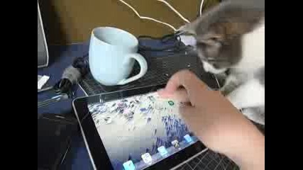 Un chat joue avec un ipad 