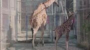 Жирафче е най-новият любимец в зоопарк в Калифорния (ВИДЕО)