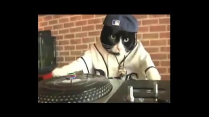 Коте Dj 