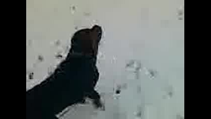 rotvailer galatin
