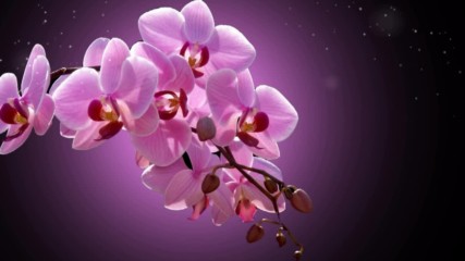 Розови орхидеи ... ( Eugen Doga music) ...