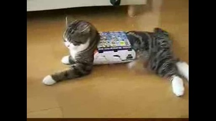 Котка с кутия