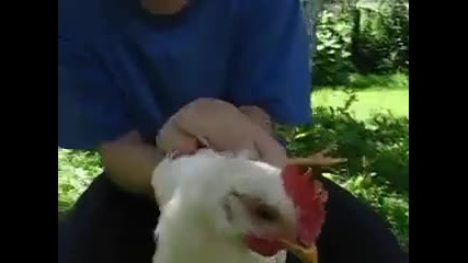 Няма такава кокошката просто !!!