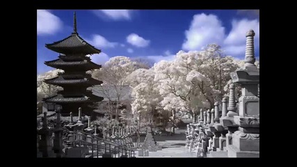 Japanese Gardens