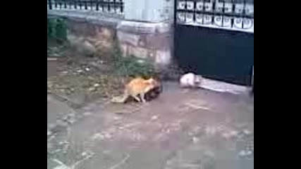 Як Котешки Секс