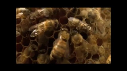Как пчелите подготвят пчелните пити 
