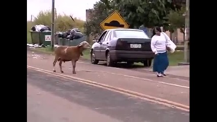 Кози бият хора брат