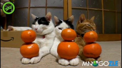 Дзен котета и мандарини 