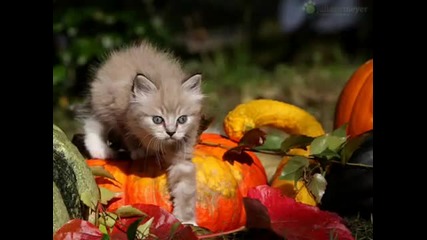 Song for Peace on World Animals Day