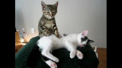 Коте масажира друго 