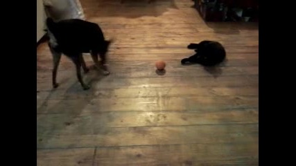 One ball Two Animals