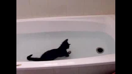Crazy cat,  loves water!
