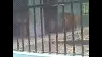Готин тигър 