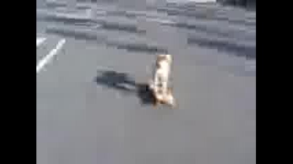skating - dog