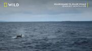 Косатка срещу акула | NG Wild Bulgaria