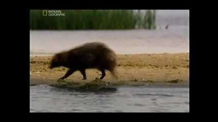 Wild Russia The secret forest Дивата Русия Тайната гора (2009) 2 Част 