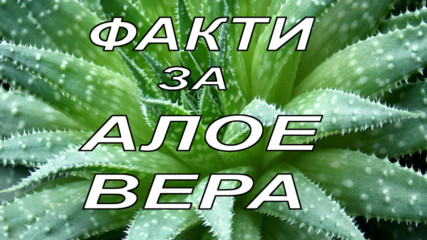 10 факта за Алое Вера