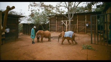 Born To Be Wild - Elephant Nursery 