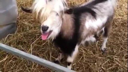 Много смешна коза