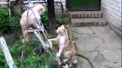 Котка с удивителни защитни умения