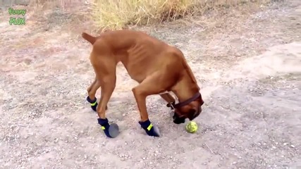Кучета ходят с обувки ( Забавна Компилация )