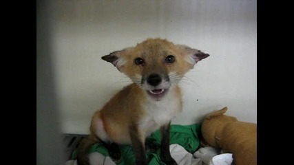 Cute fox making noises