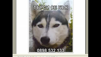 Изгубено Хъски