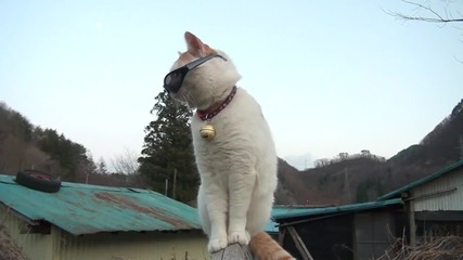 Ето това е коте пич