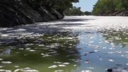 КАДРИ ОТ ДРОН: Стотици хиляди мъртви риби бяха открити в река в Австралия (ВИДЕО)