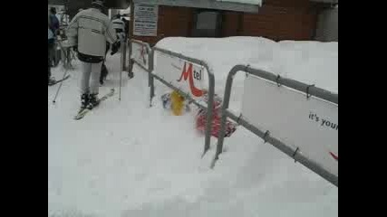 snowbears