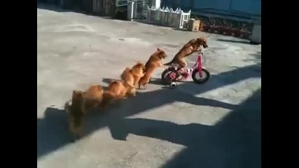 кат тези куче няма