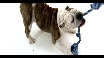 Dog 101 English Bulldog