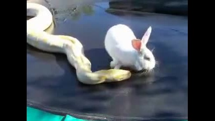 змия яде заек !!!!!! 