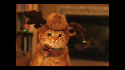 Смешни Котенца